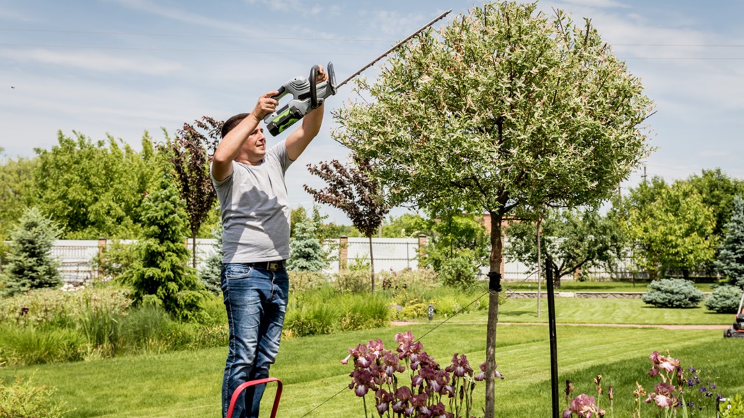 Tree Trimming